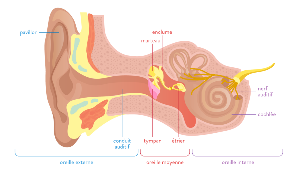 Schéma de l'oreille
